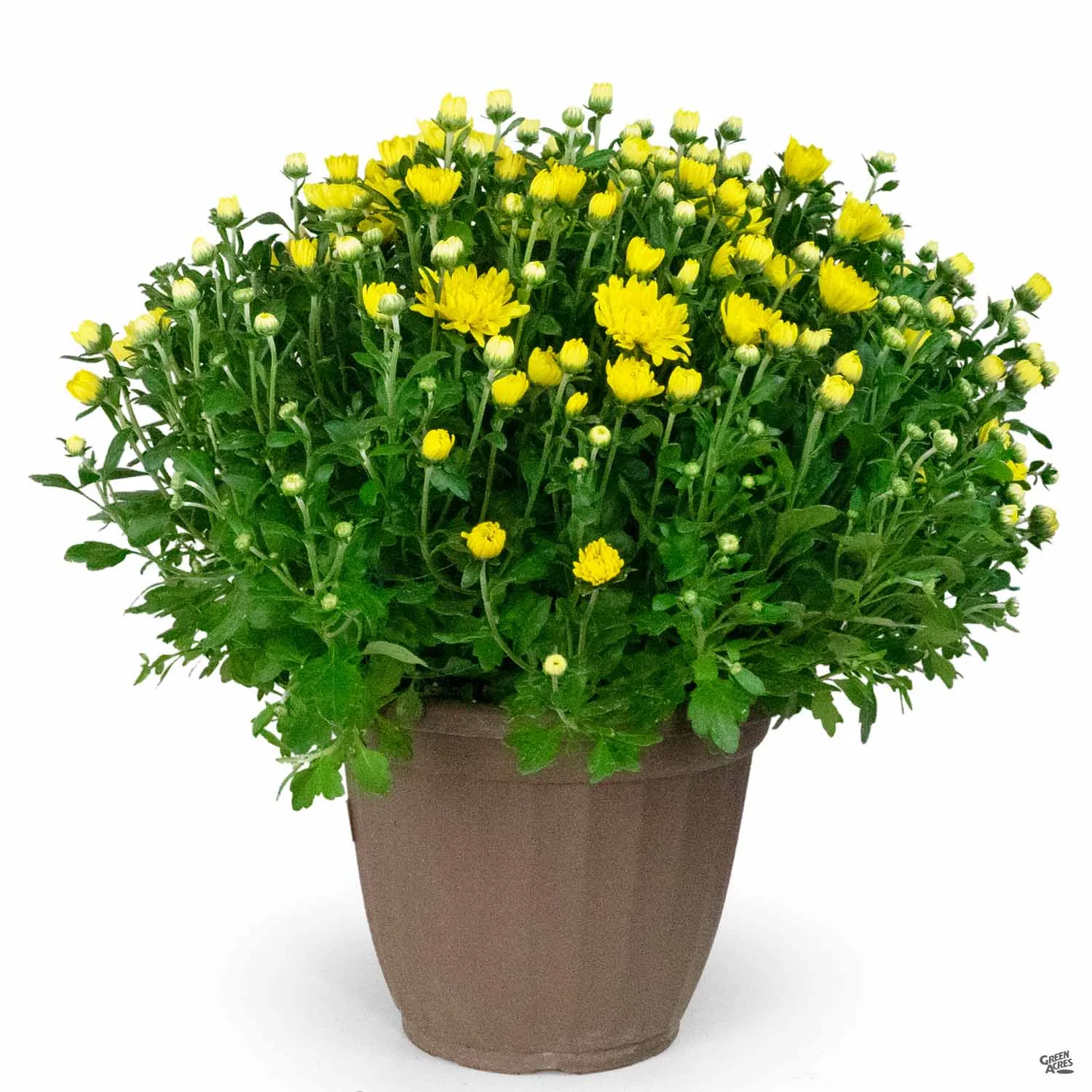 Chrysanthemum 10" Cache