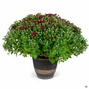 Chrysanthemum 10" Cache