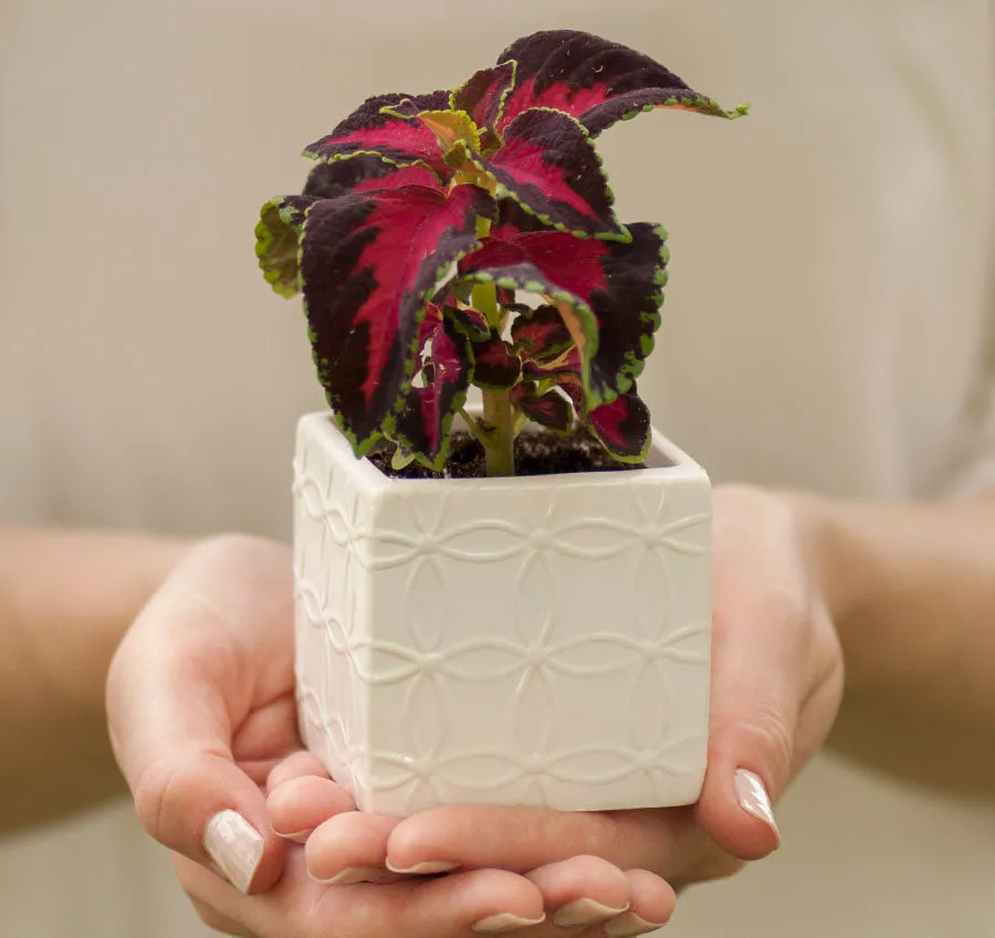 Circle Square Flower Pots