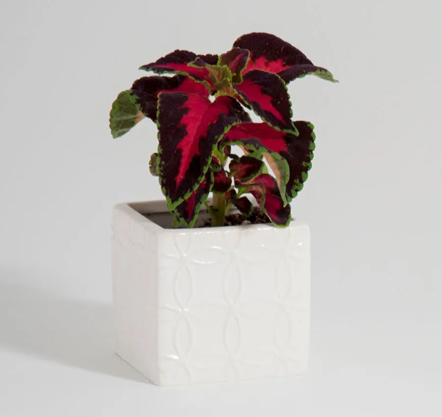 Circle Square Flower Pots