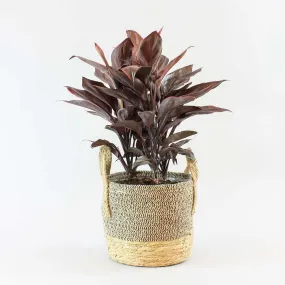 Cordyline Mambo | Cordyline fruticosa 'Mambo' 12 cm