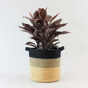 Cordyline Mambo | Cordyline fruticosa 'Mambo' 19 cm