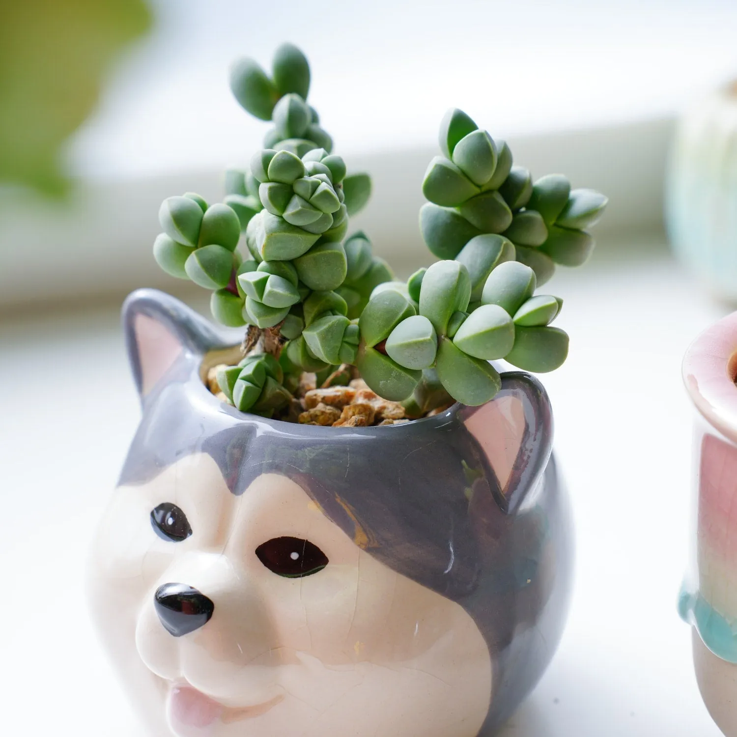 Corpuscularia Lehmannii (Ice Plant) Cuttings