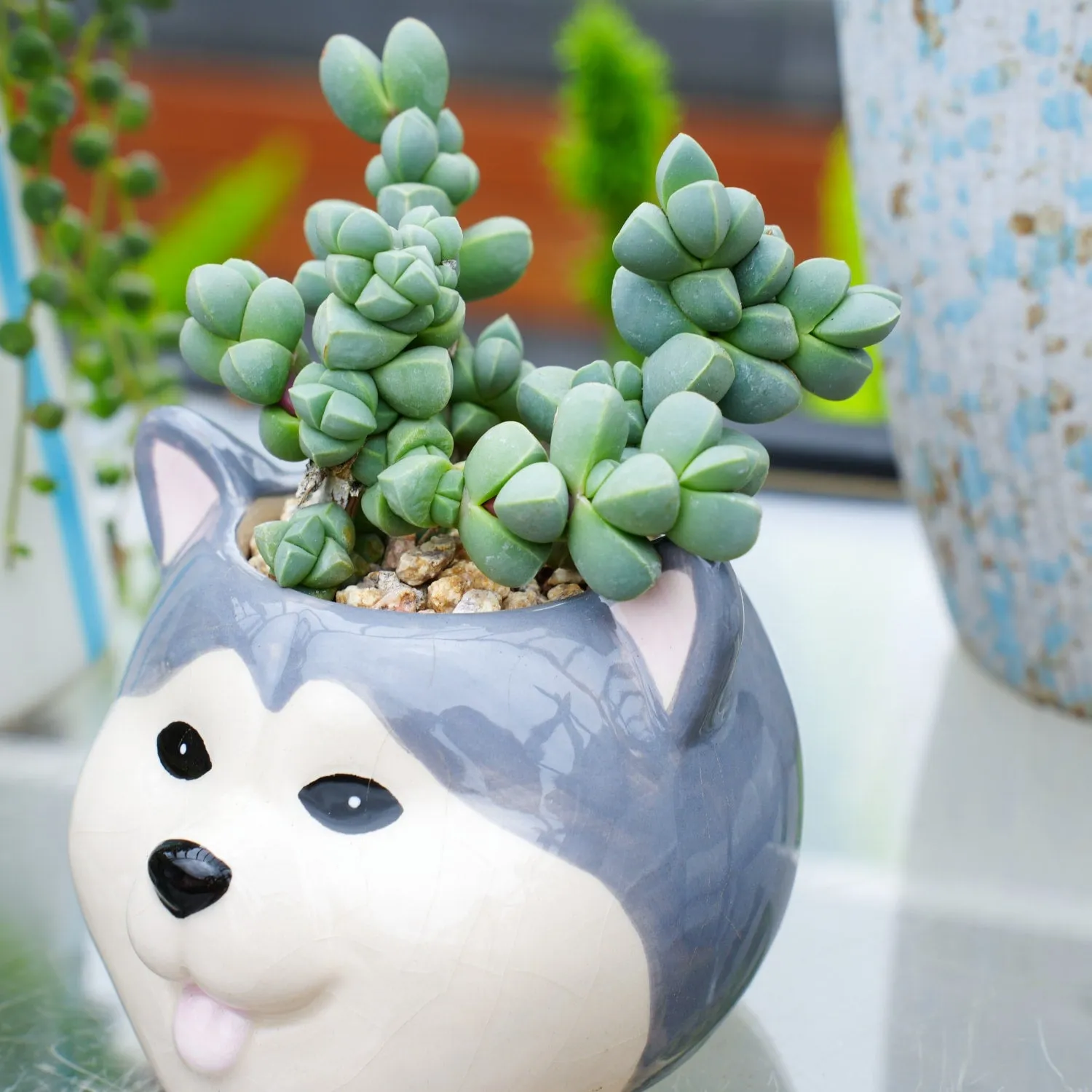 Corpuscularia Lehmannii (Ice Plant) Cuttings