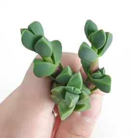 Corpuscularia Lehmannii (Ice Plant) Cuttings