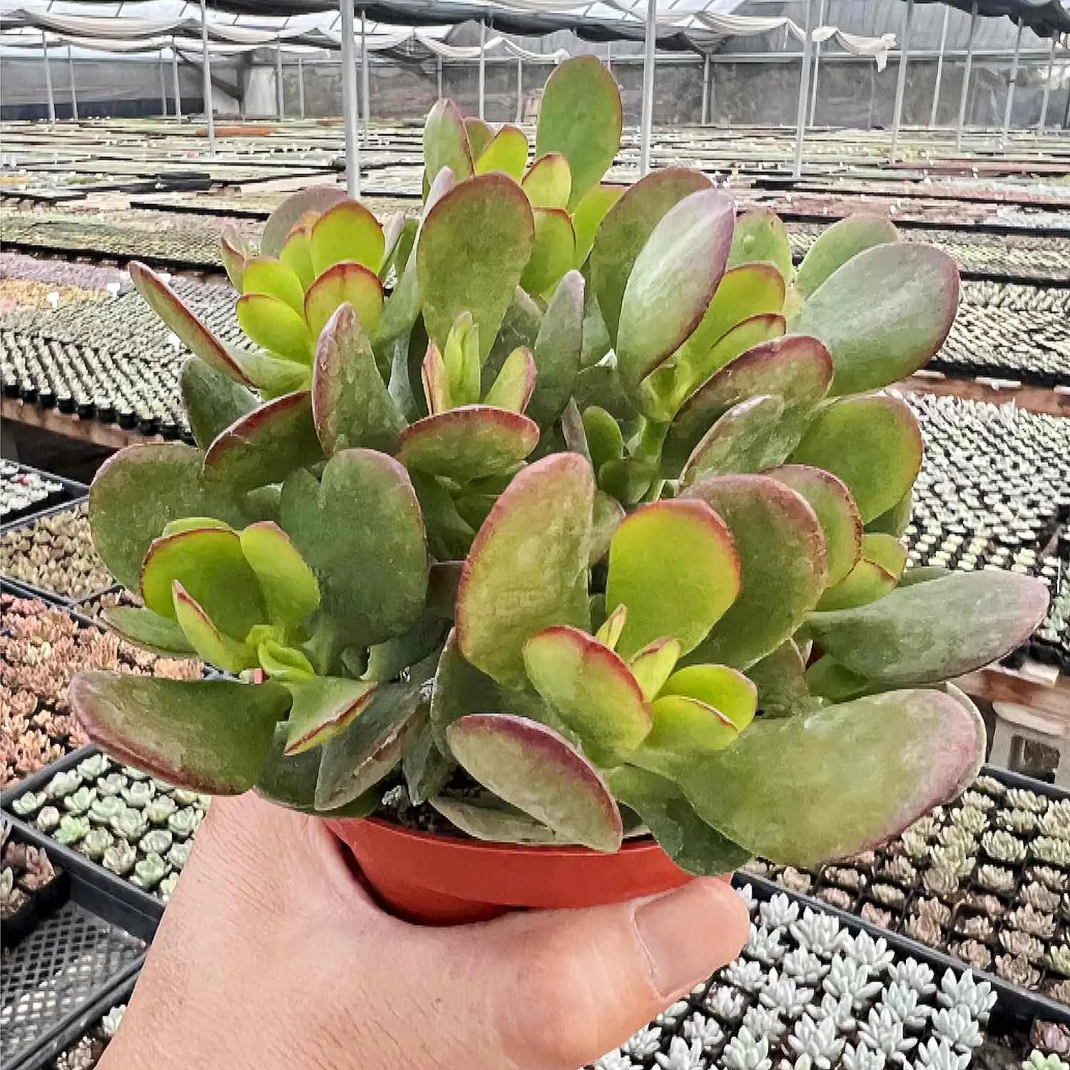 Crassula Ovata Crosby’s Compact/Dwarf Jade Plant (4 inch)