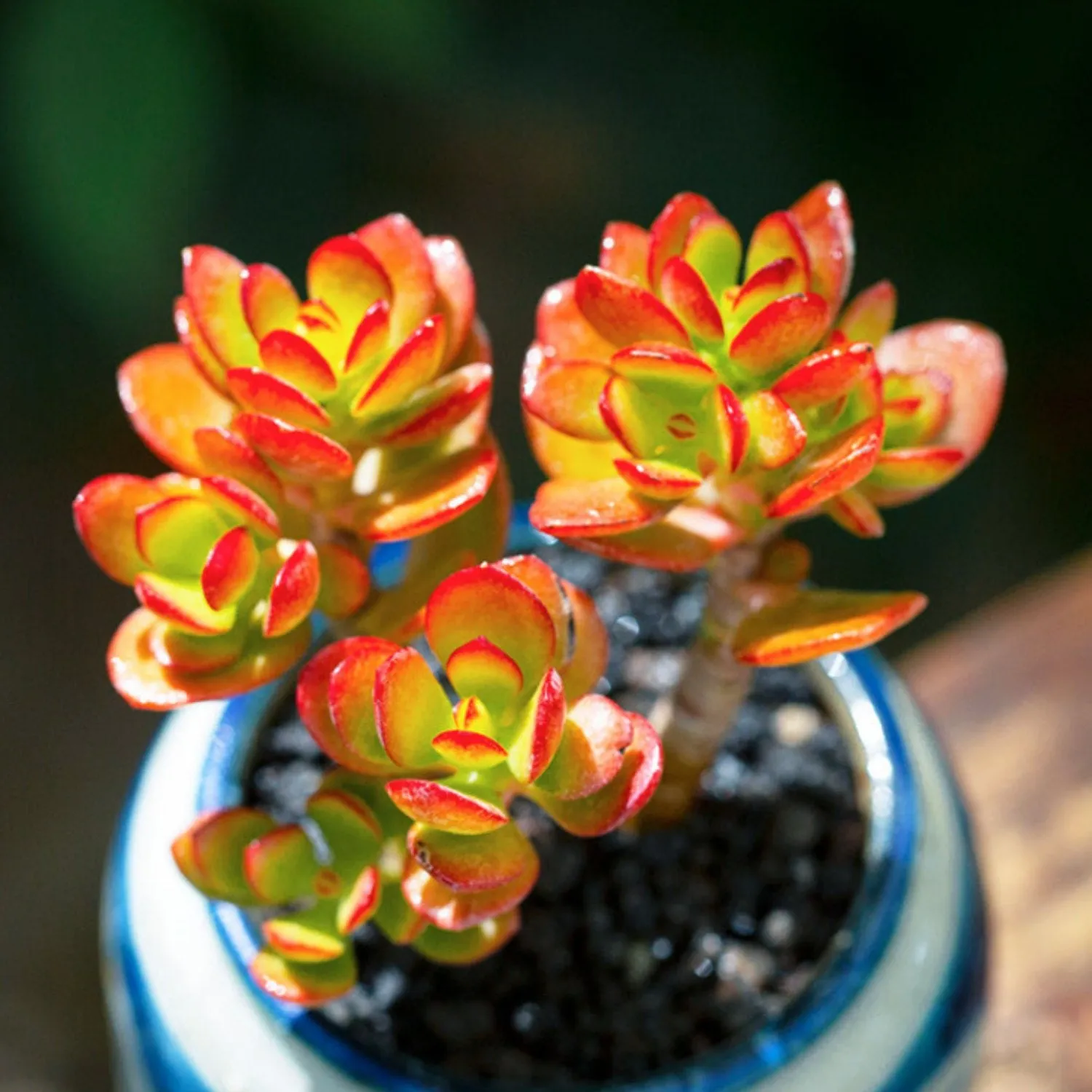Crassula Ovata Crosby’s Compact/Dwarf Jade Plant (4 inch)