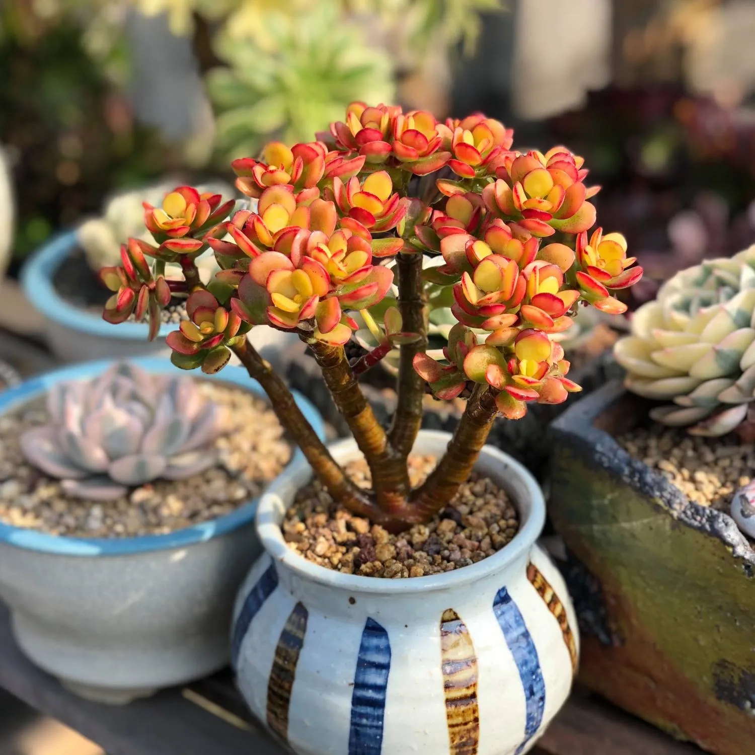 Crassula Ovata Crosby’s Compact/Dwarf Jade Plant (4 inch)