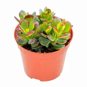 Crassula Ovata Crosby’s Compact/Dwarf Jade Plant (4 inch)