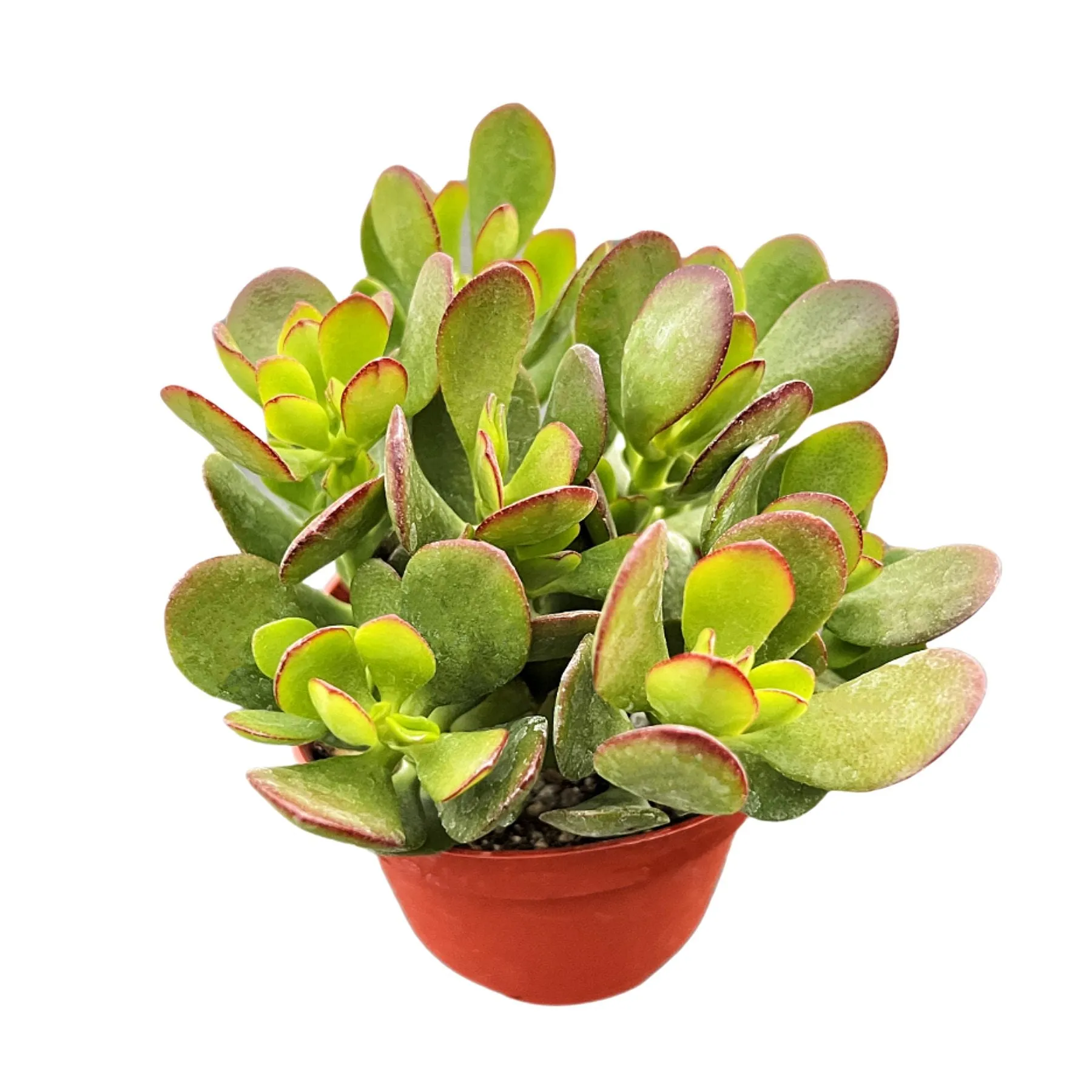 Crassula Ovata Crosby’s Compact/Dwarf Jade Plant (4 inch)