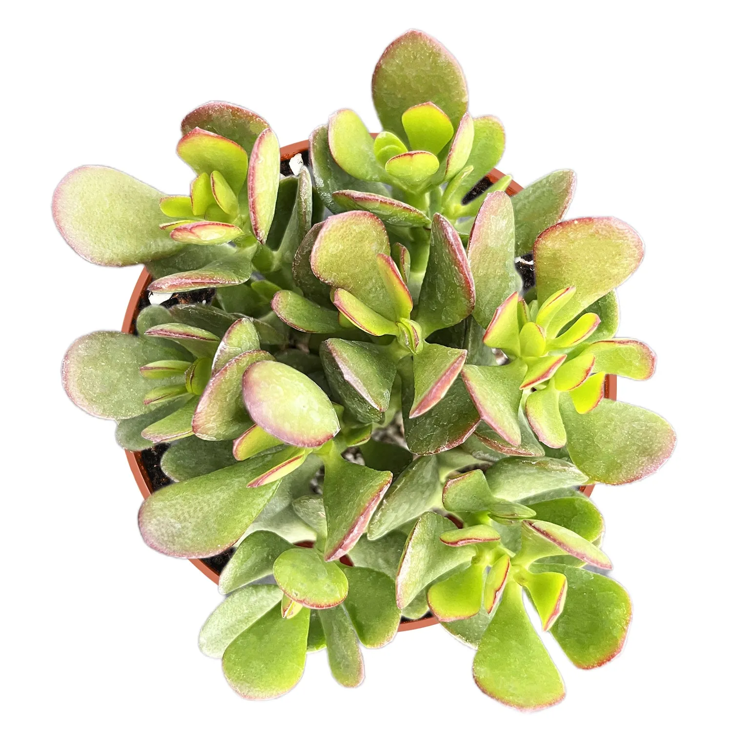 Crassula Ovata Crosby’s Compact/Dwarf Jade Plant (4 inch)