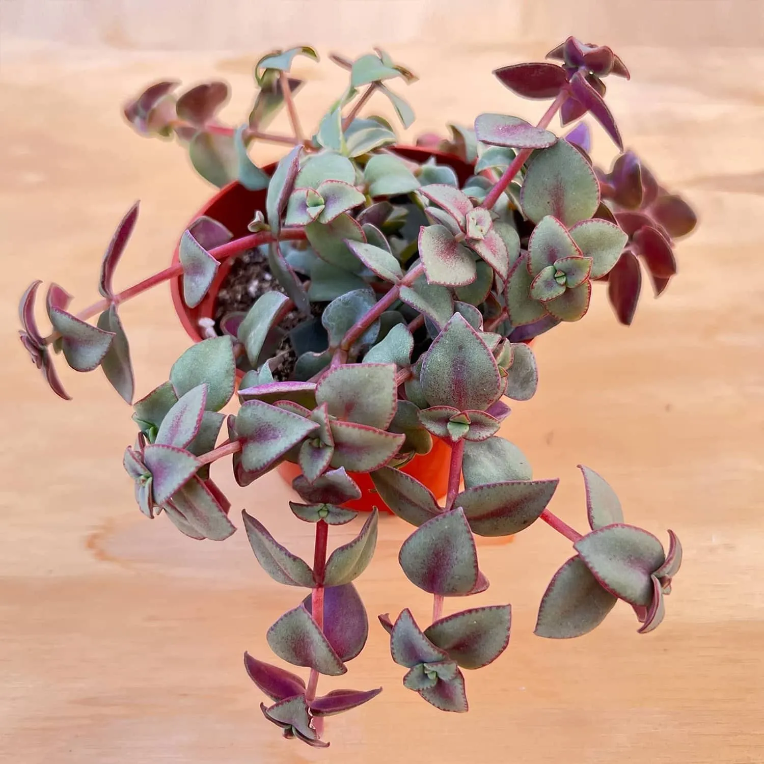 Crassula Pellucida Variegata / Calico Kitten (4 inch)