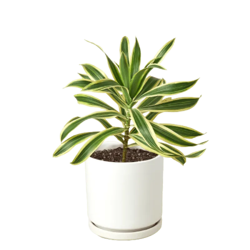 Dracaena 'Song of India'