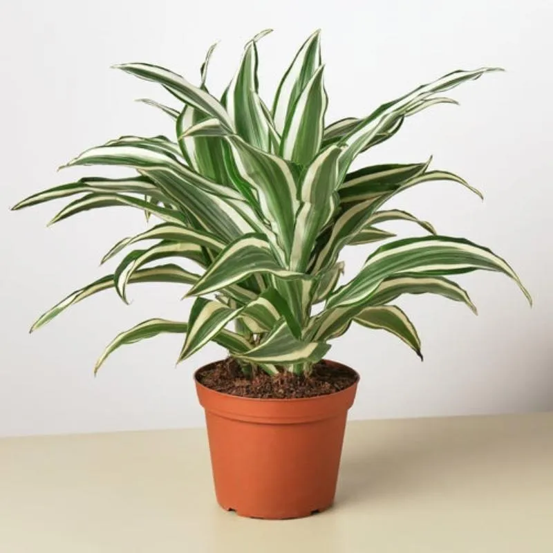 Dracaena 'Warneckii White Jewel