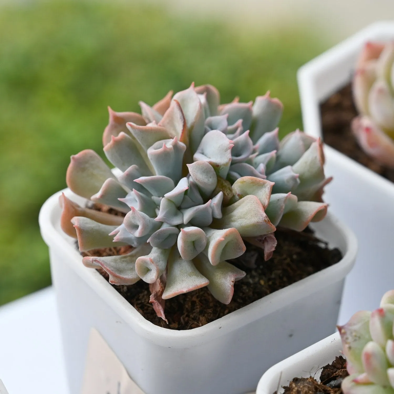 Echeveria Trumpet Pinky