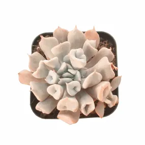 Echeveria Trumpet Pinky