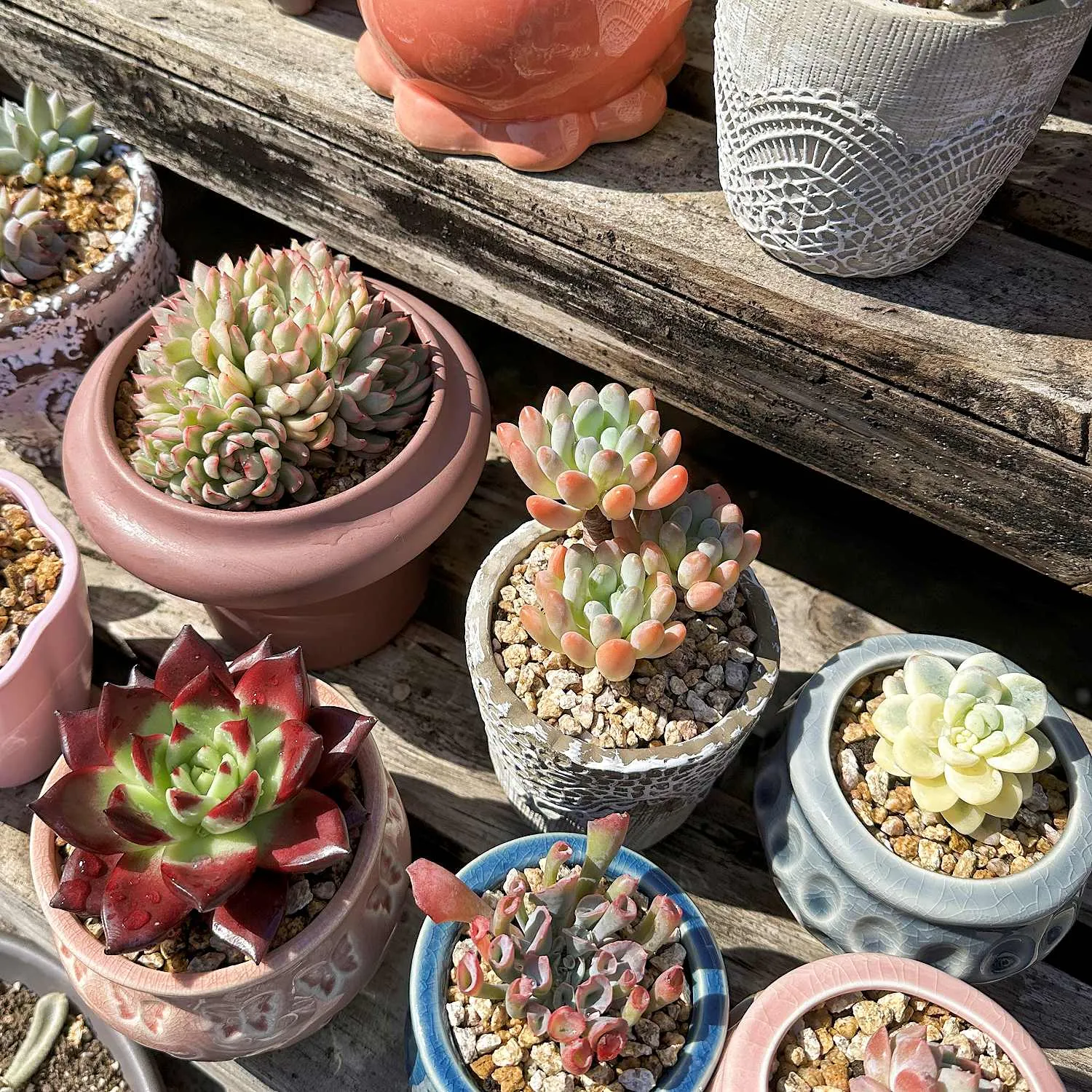 Echeveria Trumpet Pinky