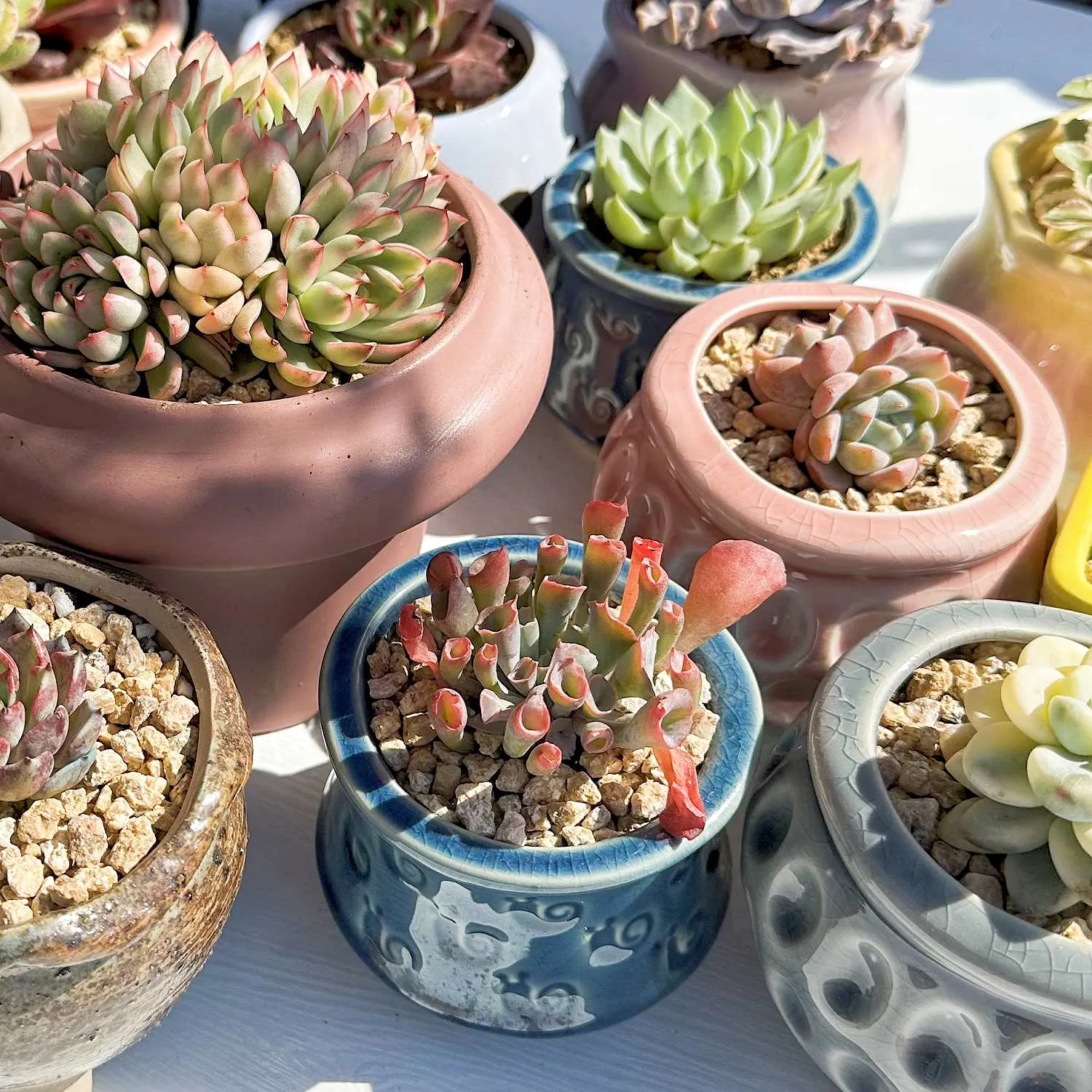 Echeveria Trumpet Pinky