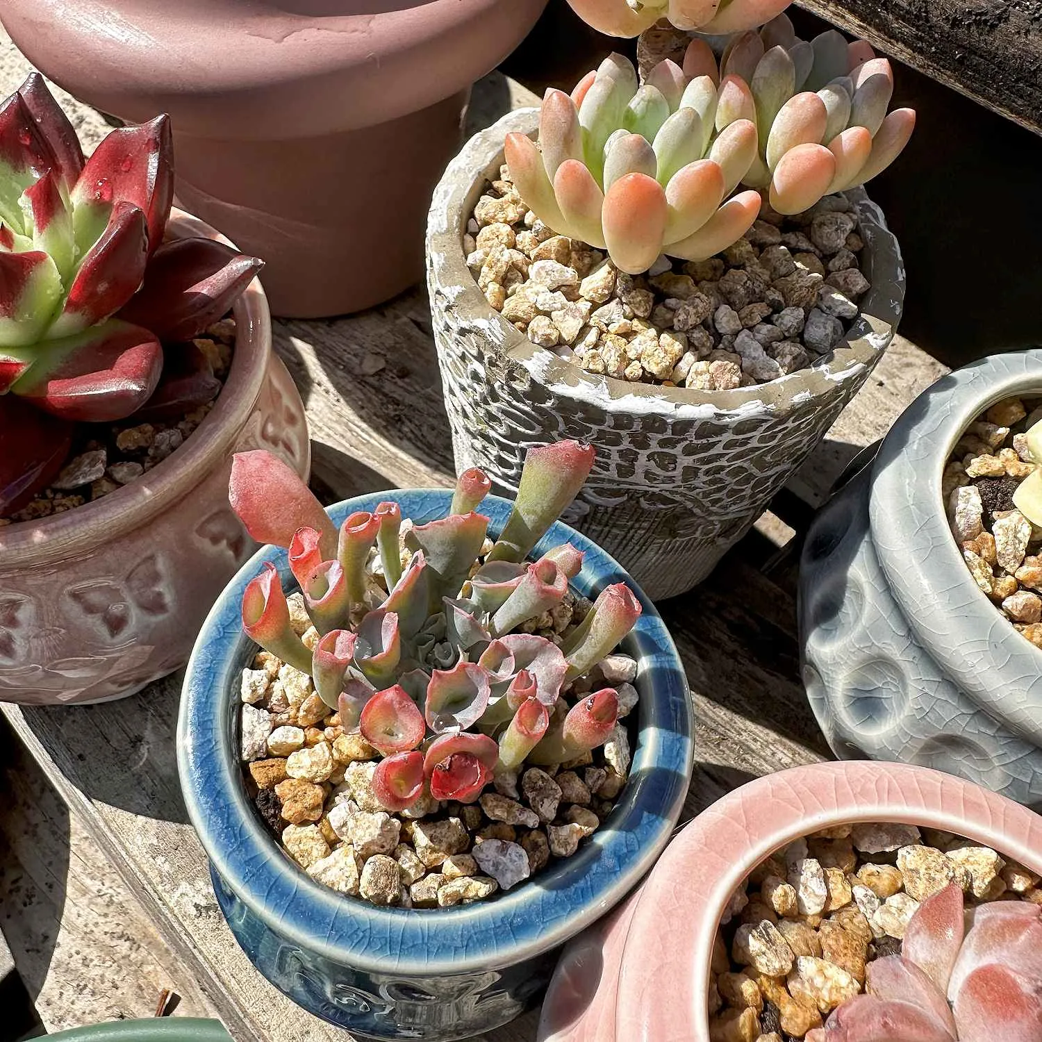 Echeveria Trumpet Pinky
