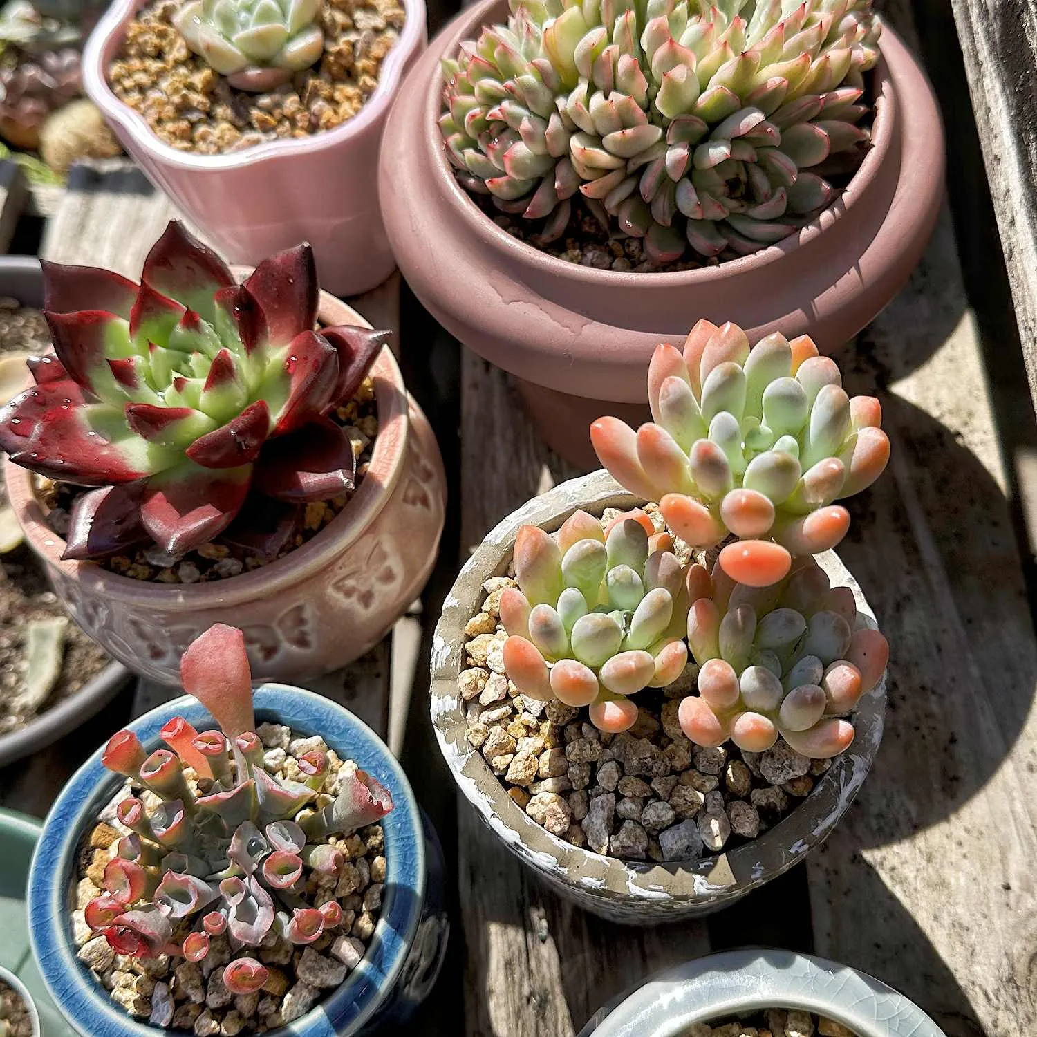 Echeveria Trumpet Pinky