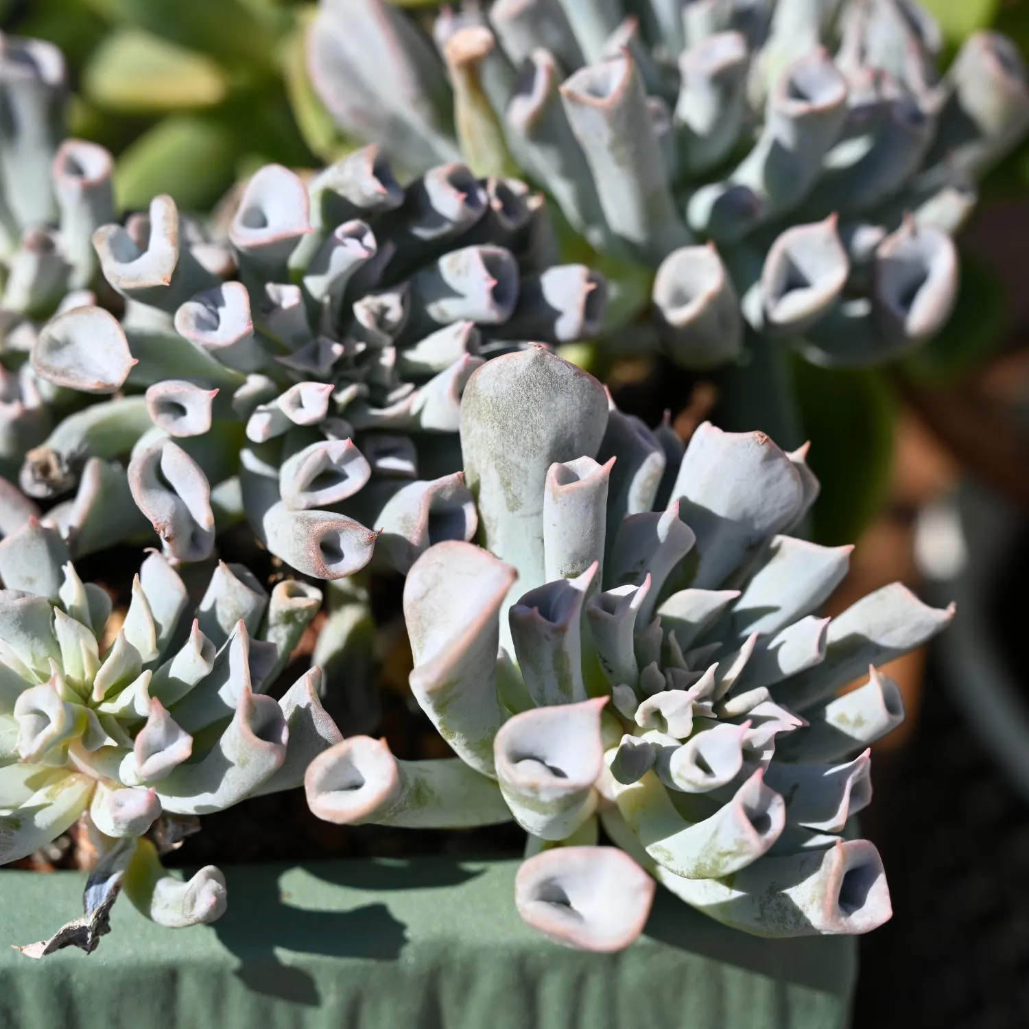Echeveria Trumpet Pinky