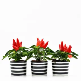 Ensemble de 3 pots "Costa nova" - Noir