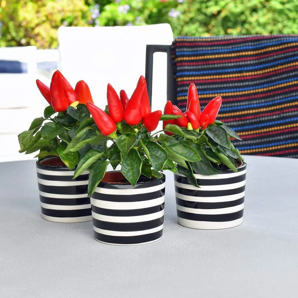 Ensemble de 3 pots "Costa nova" - Noir