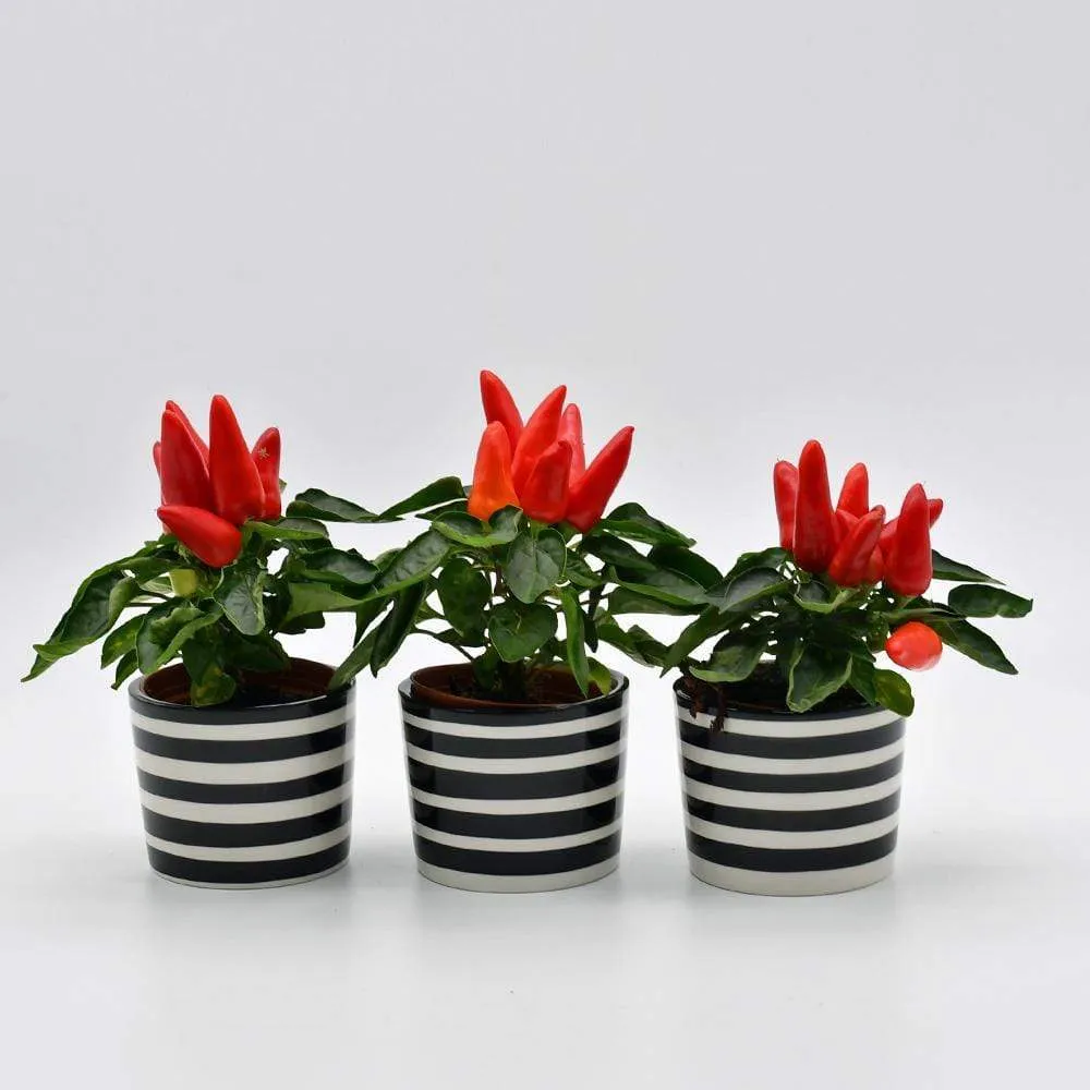Ensemble de 3 pots "Costa nova" - Noir