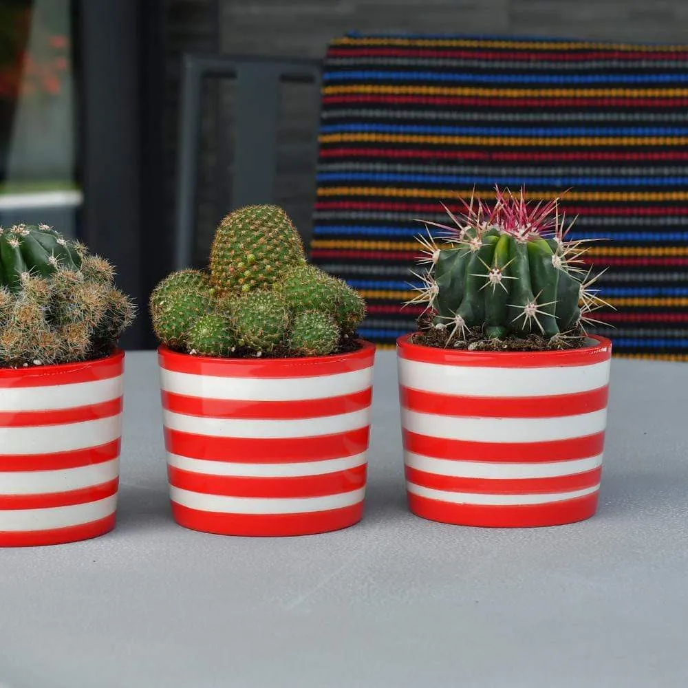 Ensemble de 3 pots "Costa nova" - Rouge