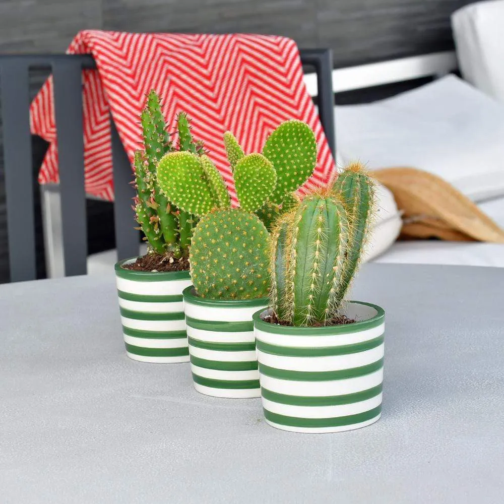 Ensemble de 3 pots "Costa nova" - Vert