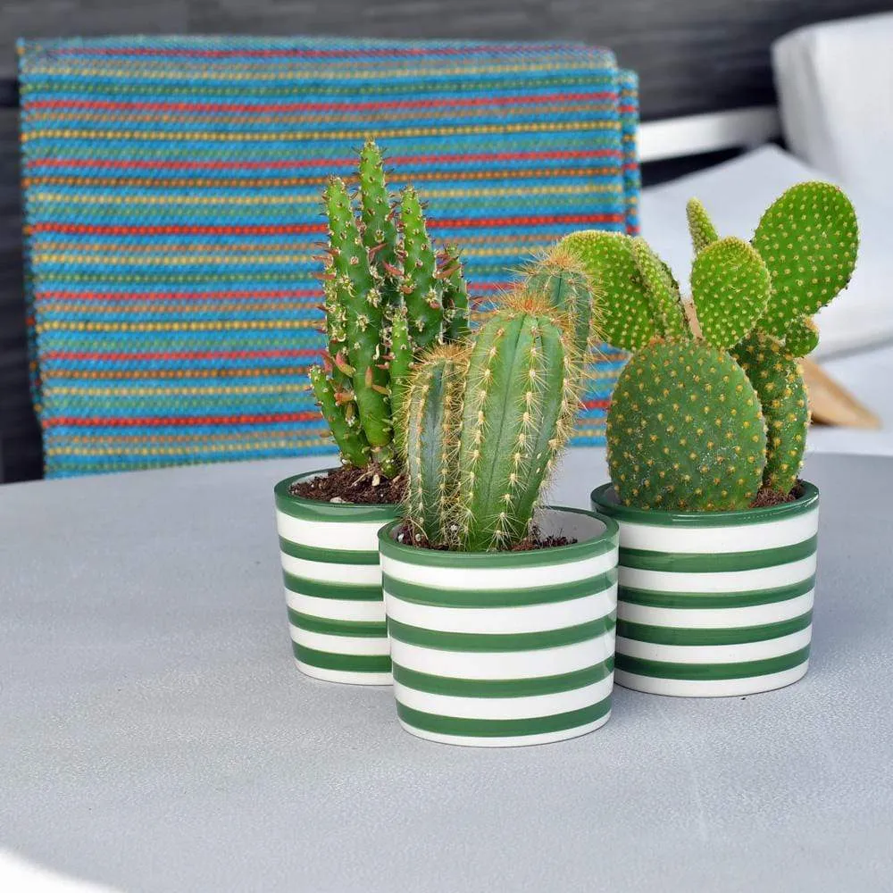 Ensemble de 3 pots "Costa nova" - Vert
