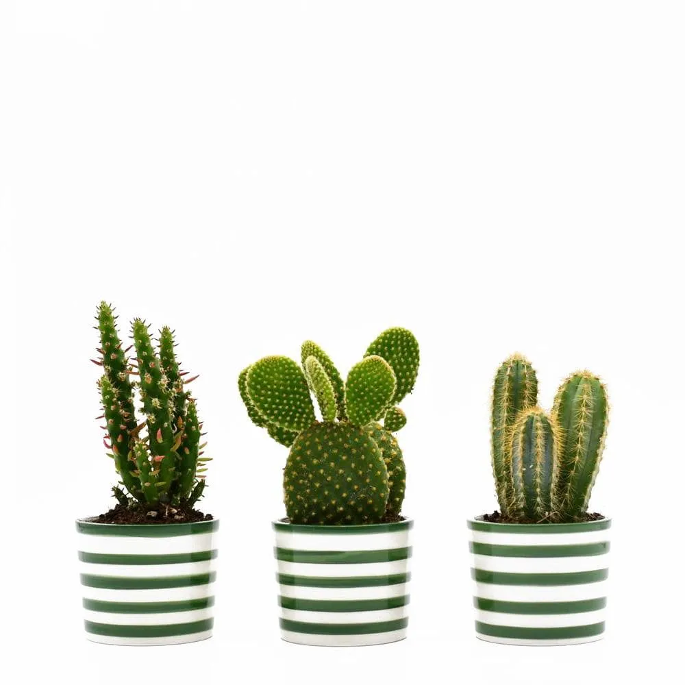 Ensemble de 3 pots "Costa nova" - Vert