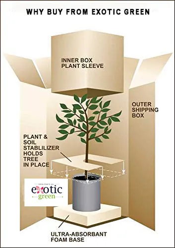 Exotic Green Amazing Indoor Air Purifying & Oxygen Sansevieria (Snake Plant) with Blue Colour Ceramic Pots
