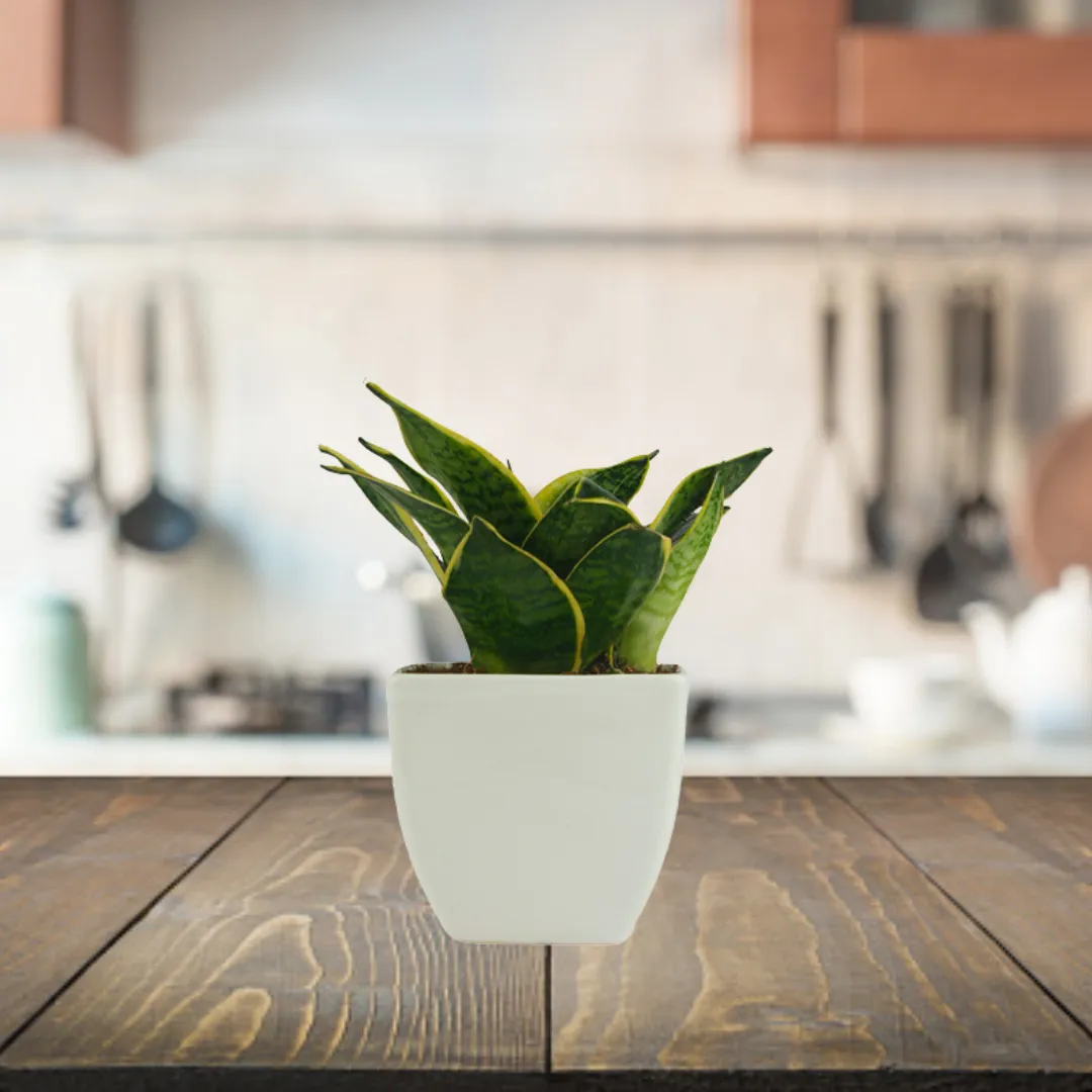Exotic Green Amazing Indoor Air Purifying & Oxygen Sansevieria (Snake Plant) with Blue Colour Ceramic Pots