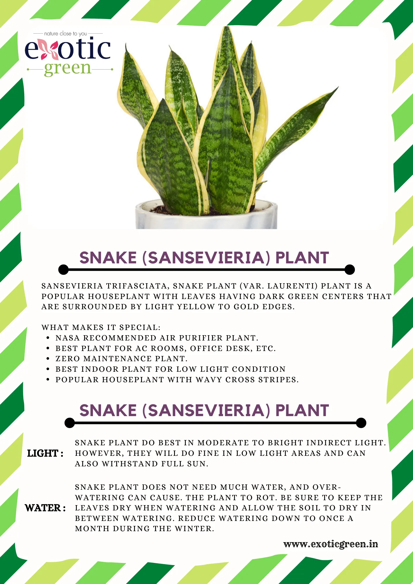 Exotic Green Amazing Indoor Air Purifying & Oxygen Sansevieria (Snake Plant) with Blue Colour Ceramic Pots