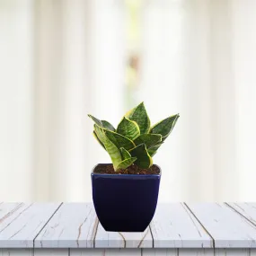 Exotic Green Amazing Indoor Air Purifying & Oxygen Sansevieria (Snake Plant) with Blue Colour Ceramic Pots