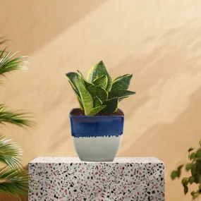 Exotic Green Amazing Indoor Air Purifying & Oxygen Sansevieria (Snake Plant) with White & Blue Colour Ceramic Pots