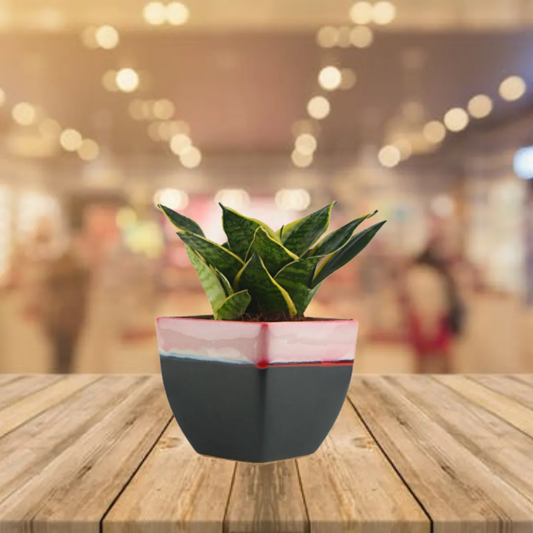 Exotic Green Amazing Indoor Air Purifying & Oxygen Sansevieria (Snake Plant) with White & Blue Colour Ceramic Pots