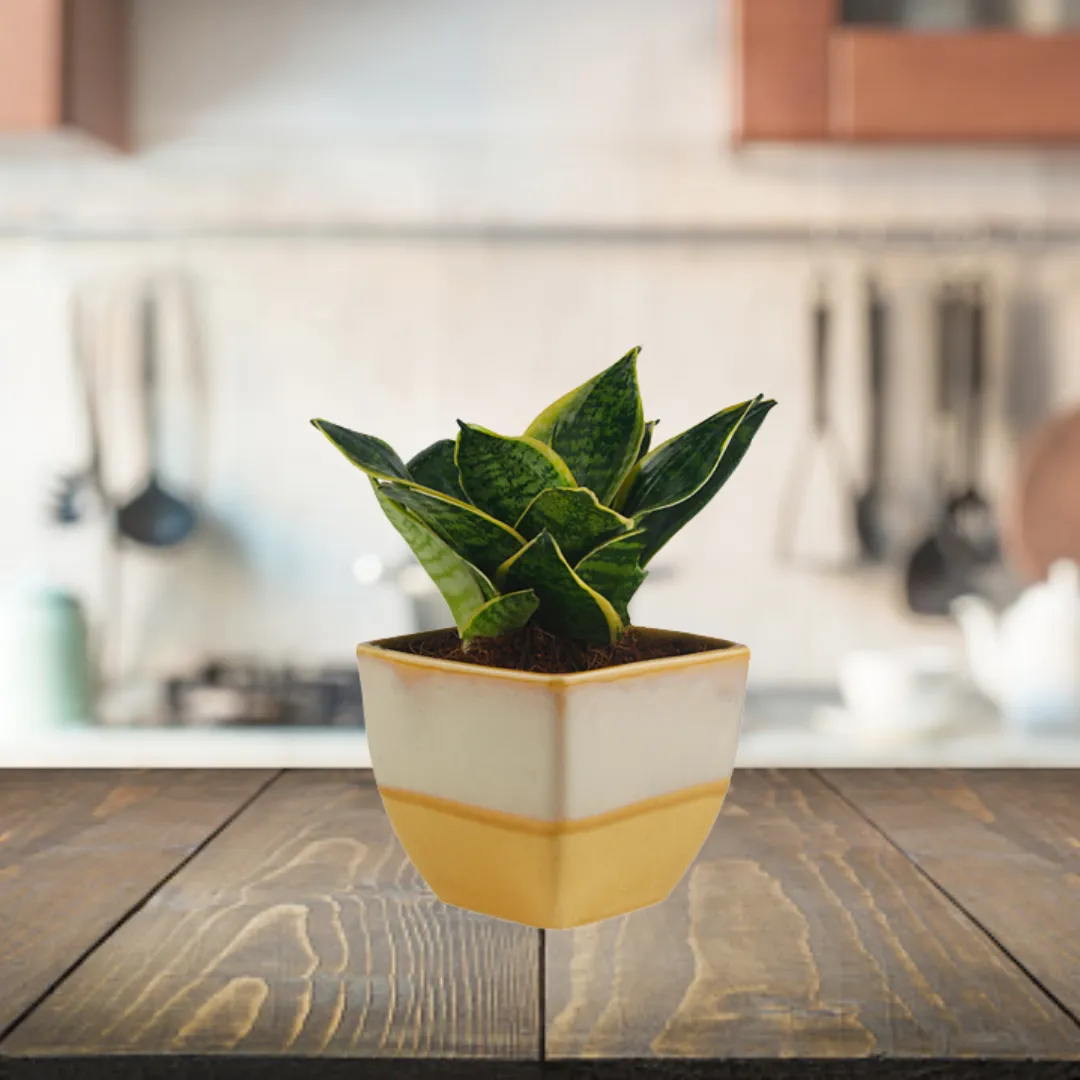 Exotic Green Amazing Indoor Air Purifying & Oxygen Sansevieria (Snake Plant) with White & Blue Colour Ceramic Pots