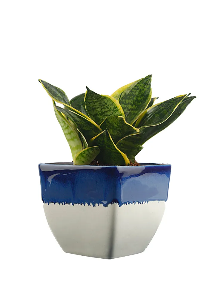 Exotic Green Amazing Indoor Air Purifying & Oxygen Sansevieria (Snake Plant) with White & Blue Colour Ceramic Pots