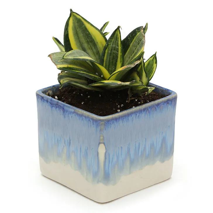 Exotic Green Indoor Air Purifying & Oxygen Sansevieria (Snake Plant) with Dual Colour Ceramic Pots