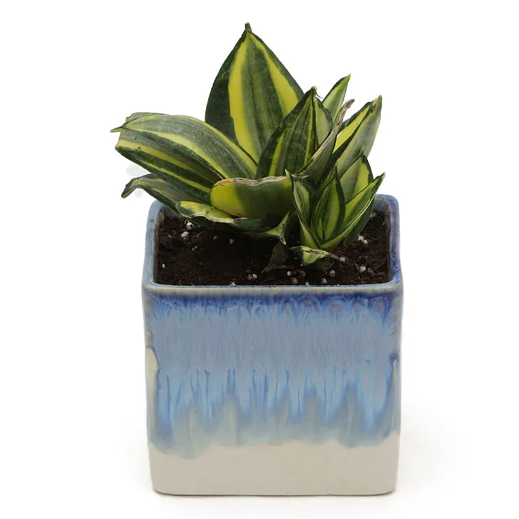 Exotic Green Indoor Air Purifying & Oxygen Sansevieria (Snake Plant) with Dual Colour Ceramic Pots