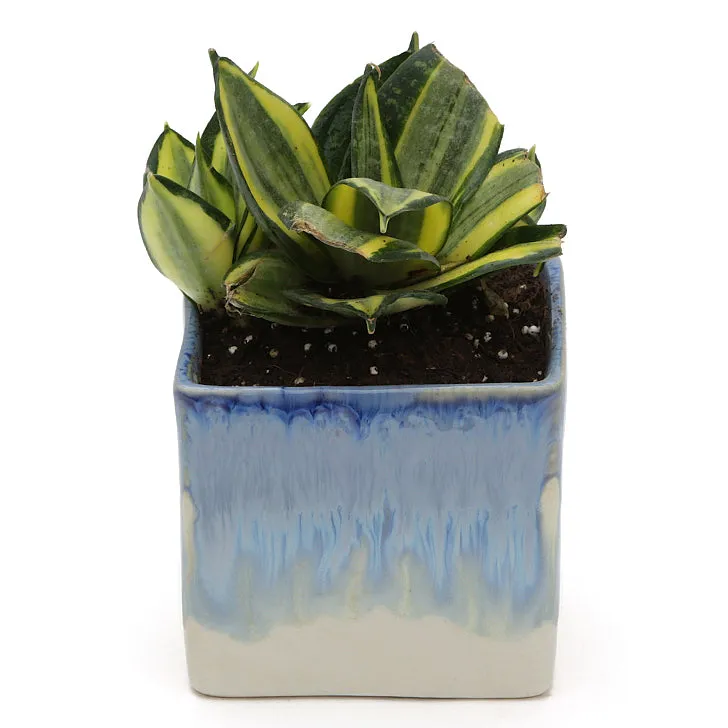 Exotic Green Indoor Air Purifying & Oxygen Sansevieria (Snake Plant) with Dual Colour Ceramic Pots