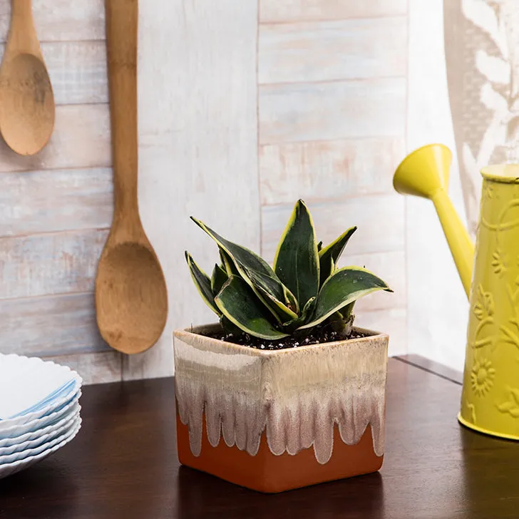 Exotic Green Indoor Air Purifying & Oxygen Sansevieria (Snake Plant) with Dual Colour Ceramic Pots