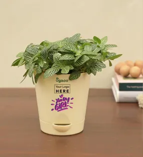 Fittonia Green Plant (Nerve Plant)  - Women's Day Gift For Employees