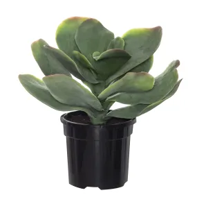 FLAPJACK SUCCULENT | GARDEN POT
