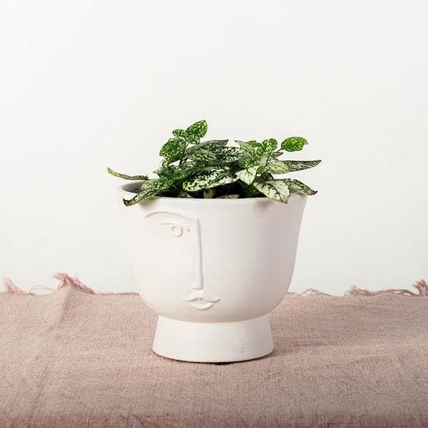 Flower Pot With A Face