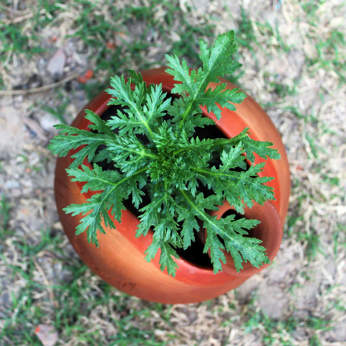 GLO (L) Terracotta Planter with Deep Root Watering System- Set of 2