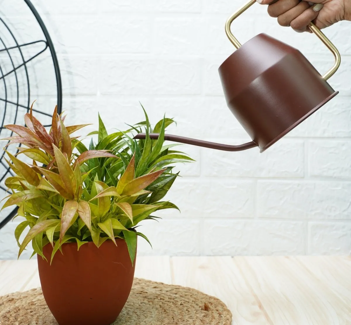 Gold Dust Plant Watering Can, Gardening Watering Can, Terrace Garden Accessories (Brown (0.9 Lt))