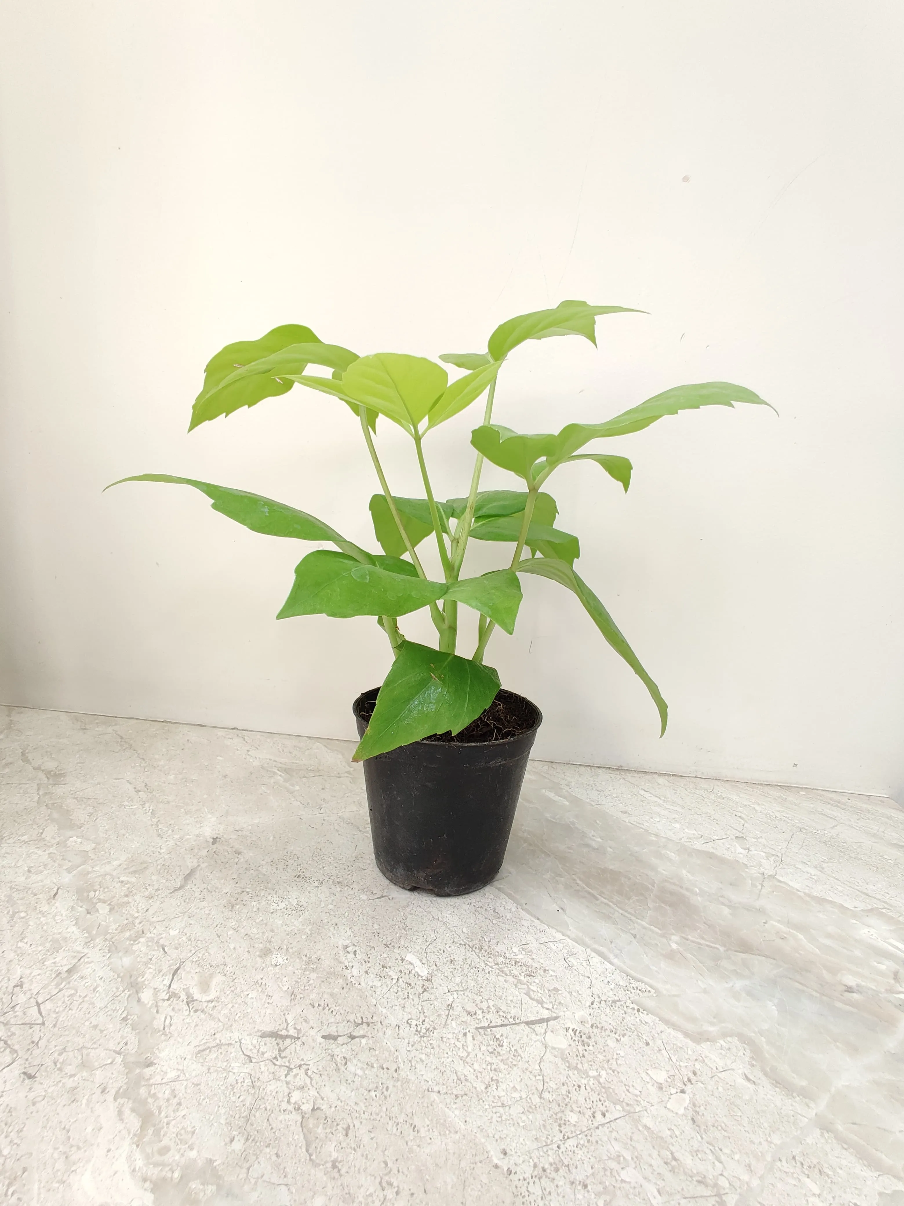 Golden Brassia (Schefflera Actinophylla) - Plant